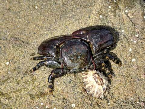 Image of flat porcelain crab