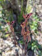 Imagem de Caladenia cairnsiana F. Muell.