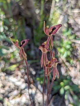 Caladenia cairnsiana F. Muell. resmi