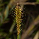 Image of Carex wheeleri J. R. Starr