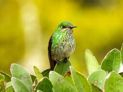 Image of Green-tailed Trainbearer