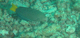 Image of Dotted Wrasse