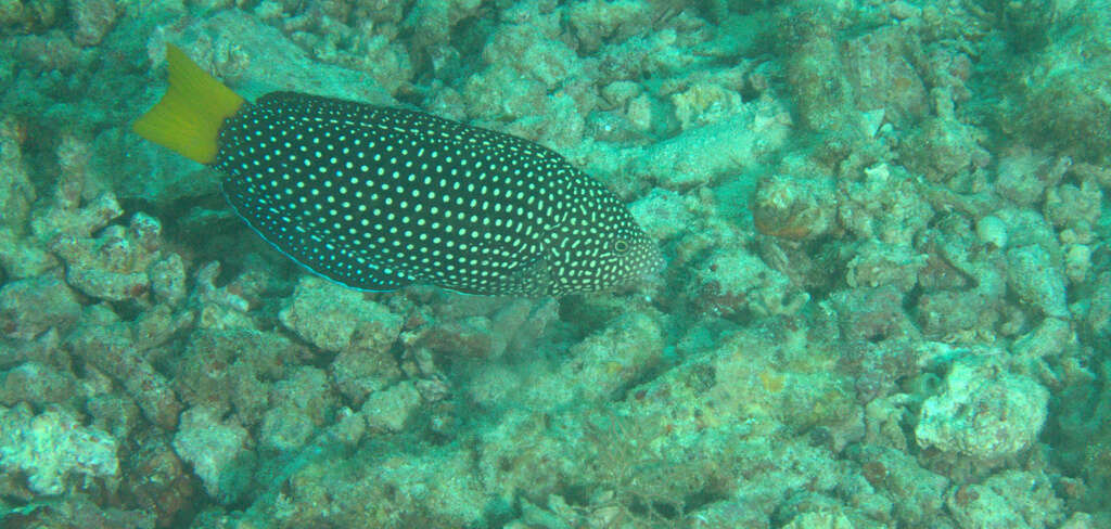 Image of Dotted Wrasse