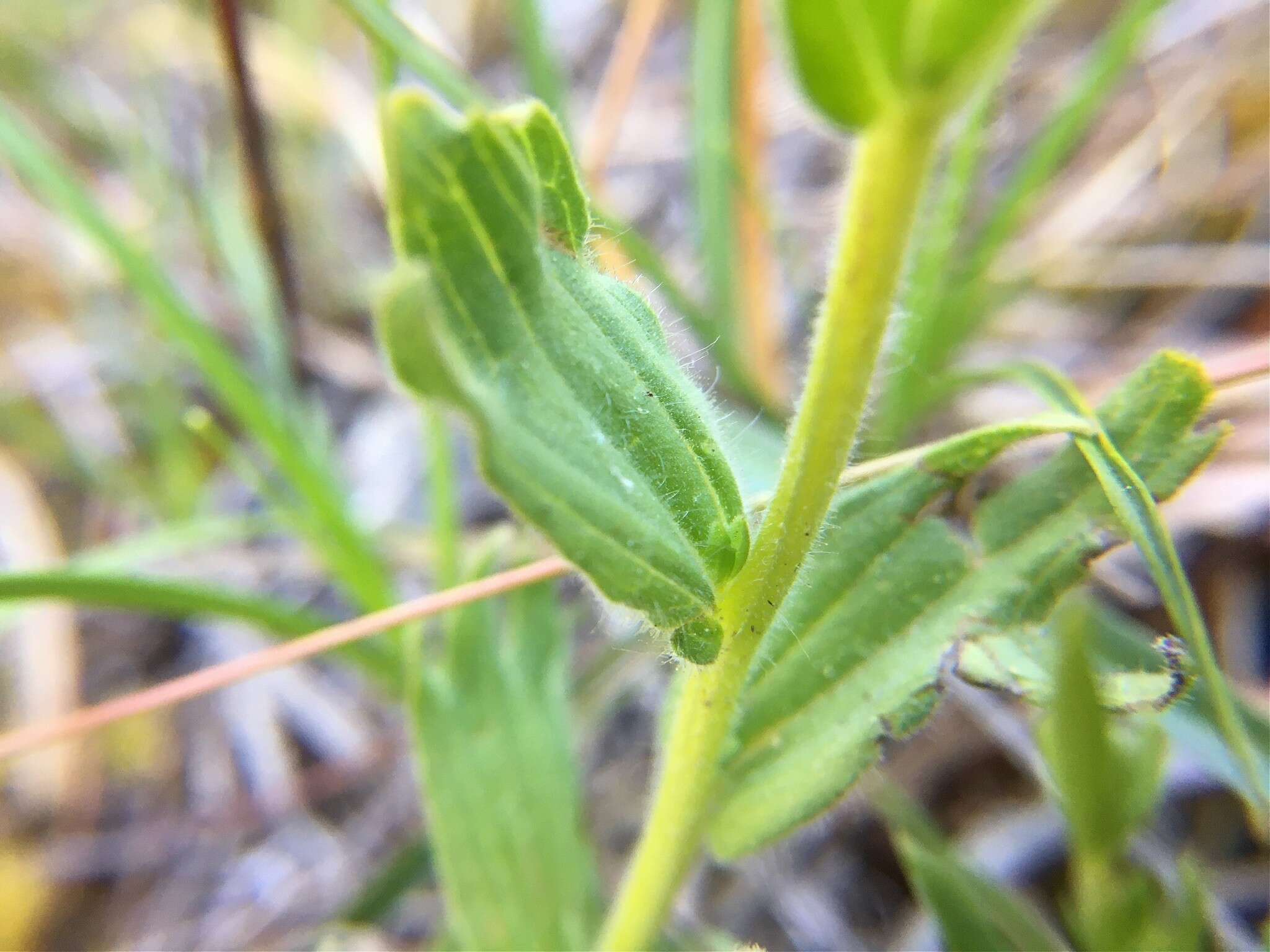 Image of short-lobe Indian paintbrush