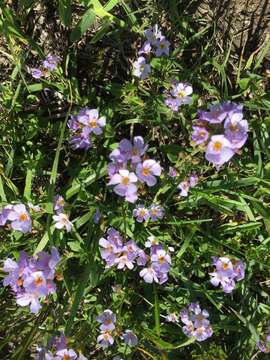 Image of Sutera polyantha (Benth.) Kuntze