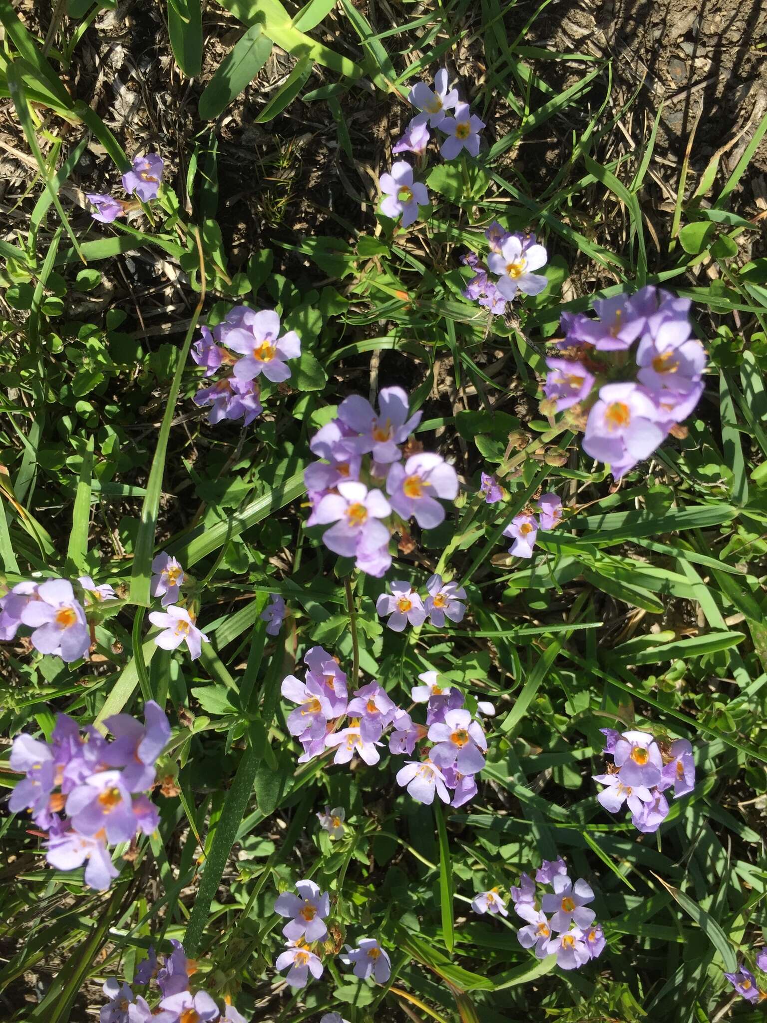 Image de Sutera polyantha (Benth.) Kuntze