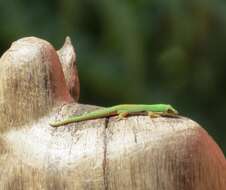 Image of Striped Day Gecko