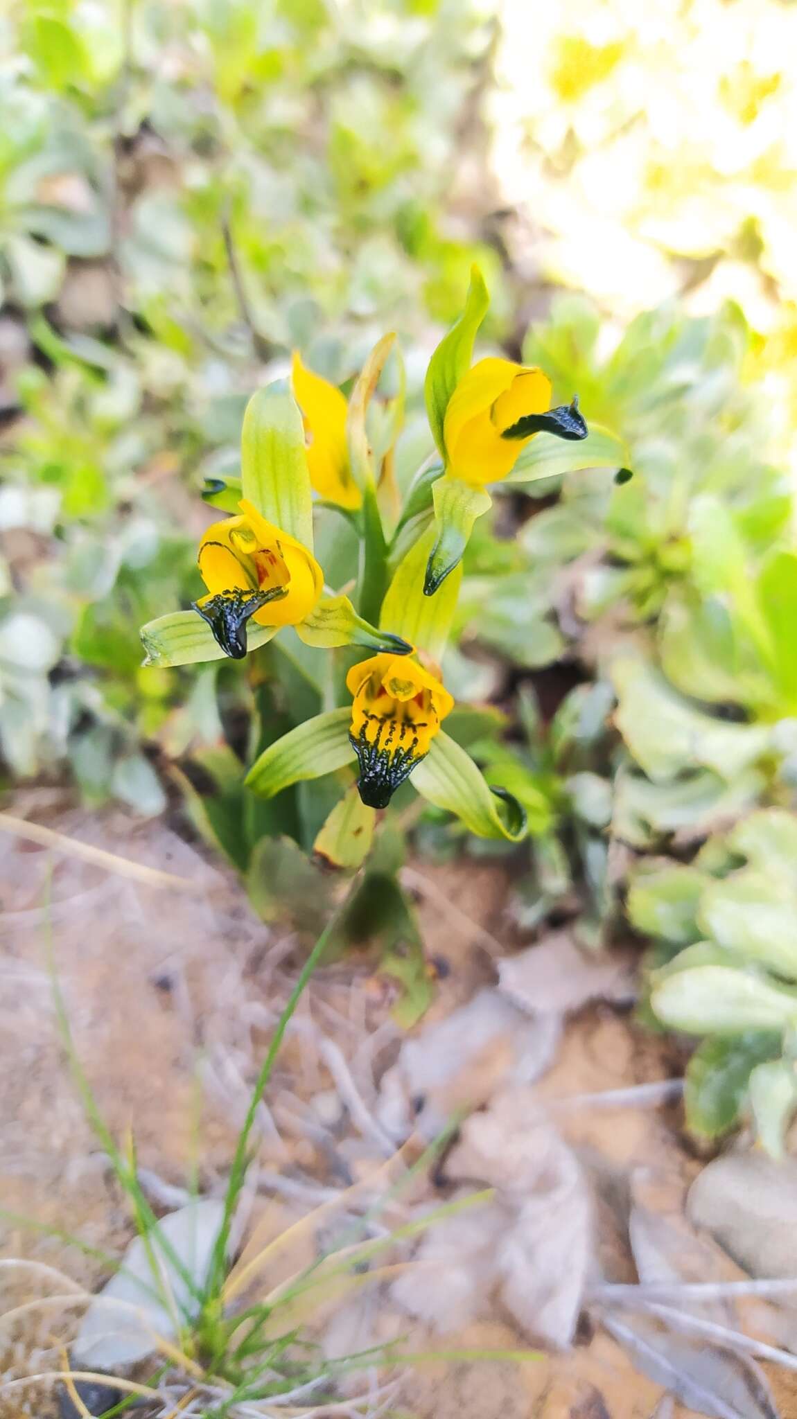 Plancia ëd Chloraea disoides var. picta (Phil. ex Kraenzl.) M. N. Correa