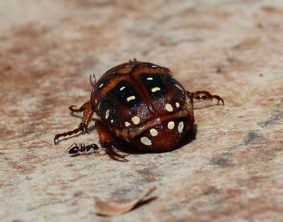 Image of Tephraea leucomelona (Gory & Percheron 1833)