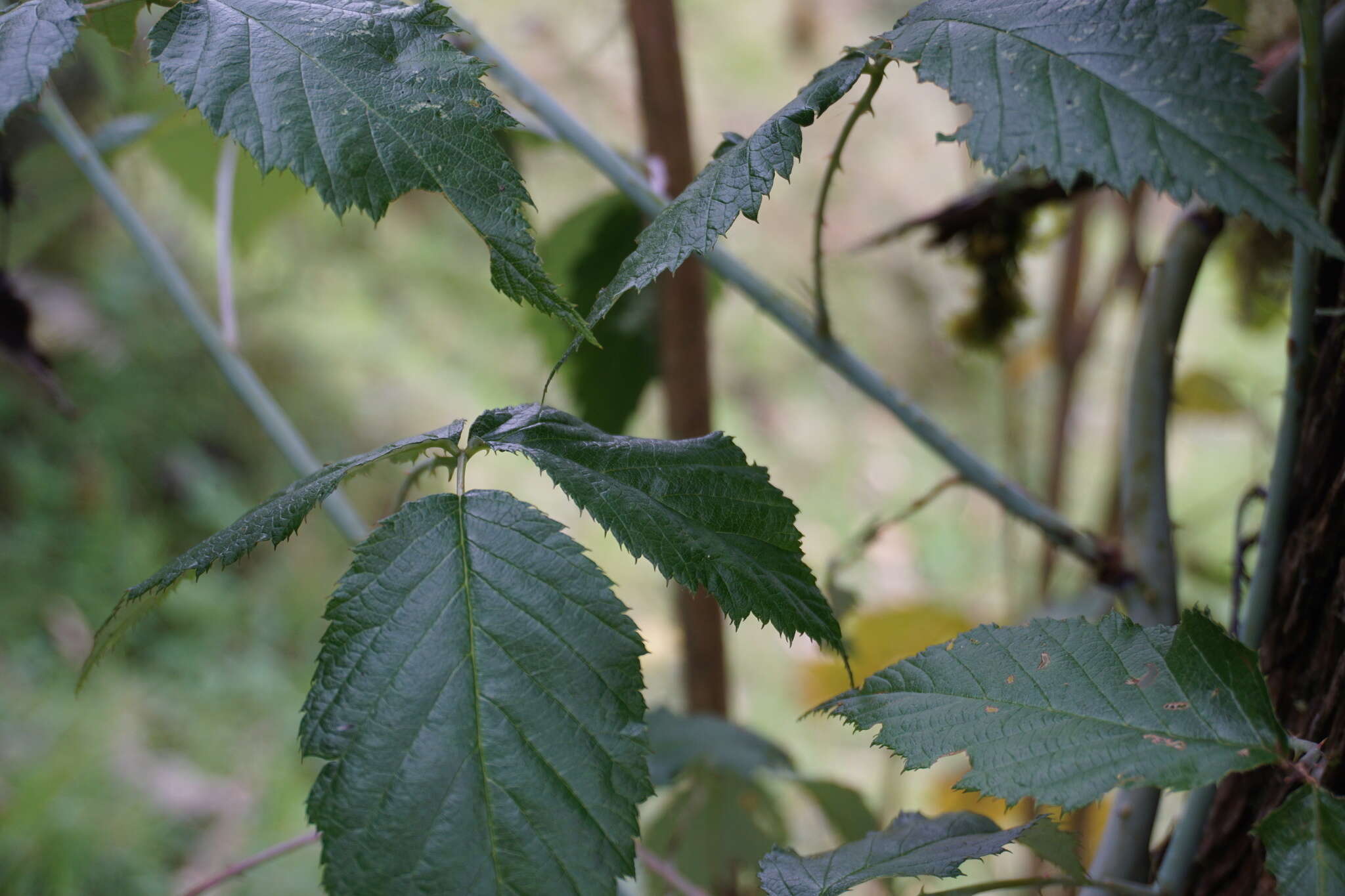 Image of Andes berry