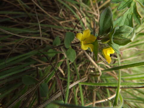 Image of <i>Lysimachia procumbens</i> Bandoni