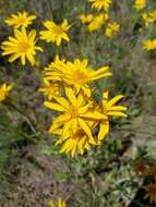 Image de Arnica sororia Greene