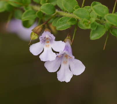 Prostanthera spinosa F. Muell. resmi