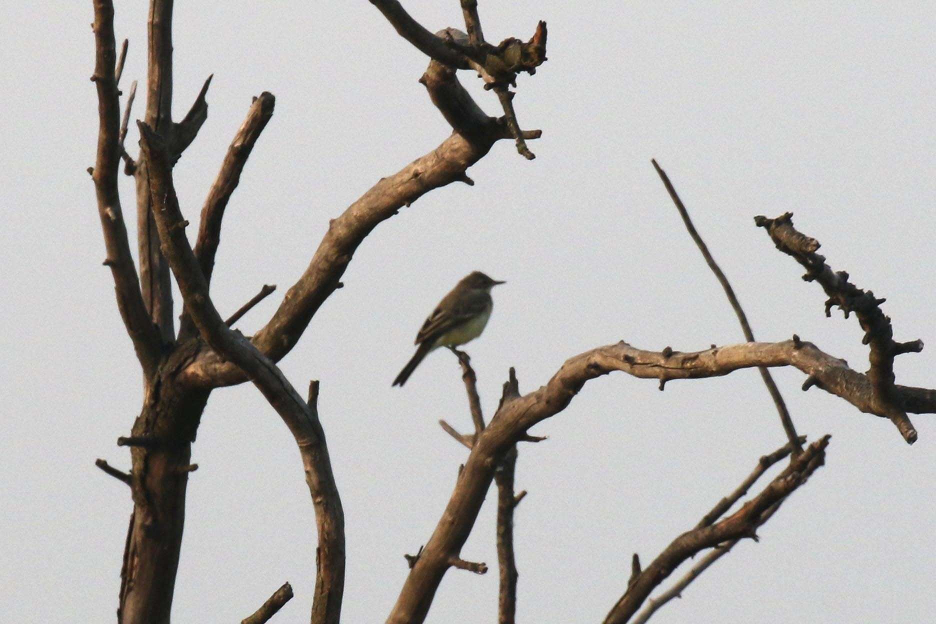 Image of Western Yellow Wagtail