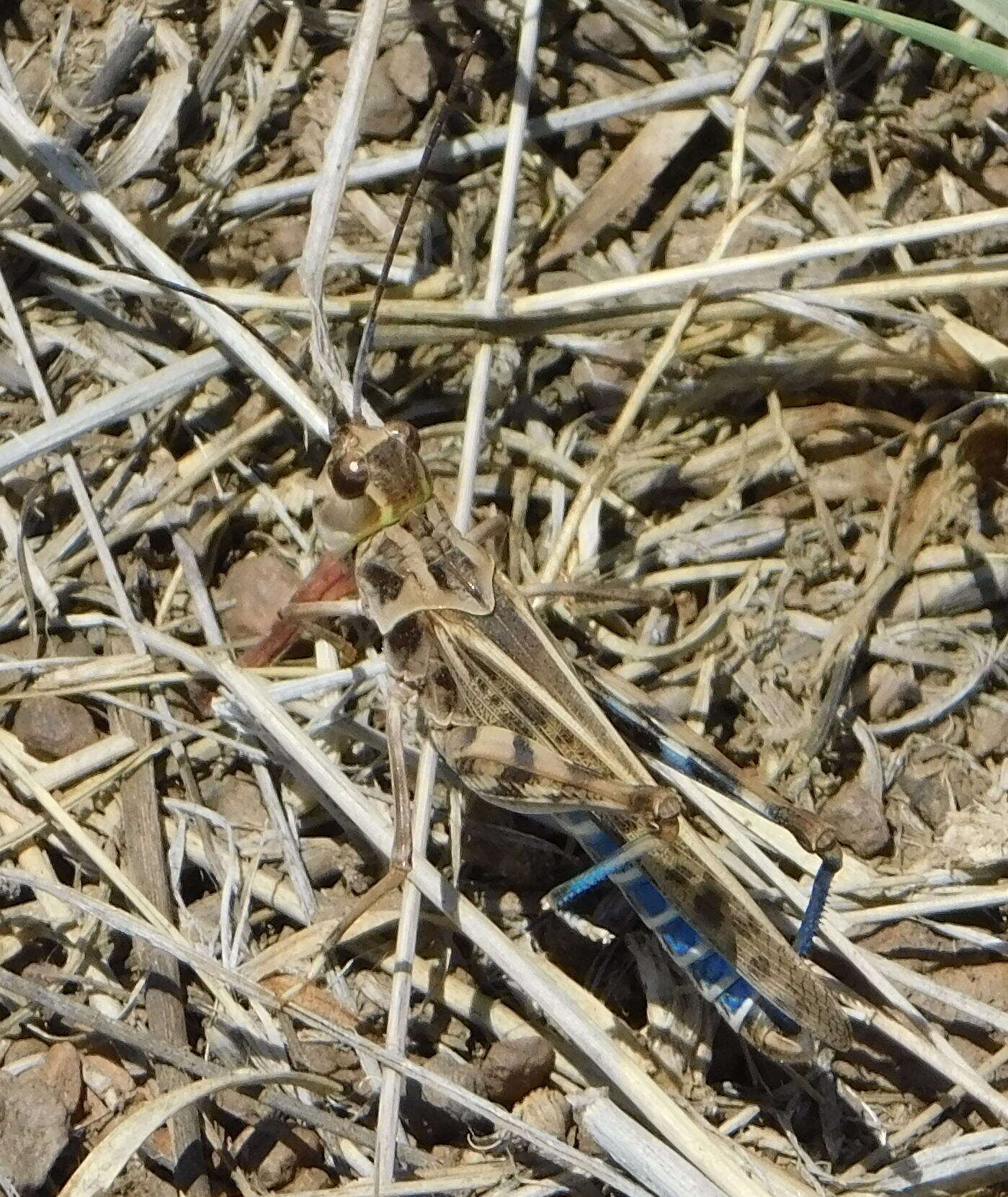 Image of Blue-legged Grasshopper