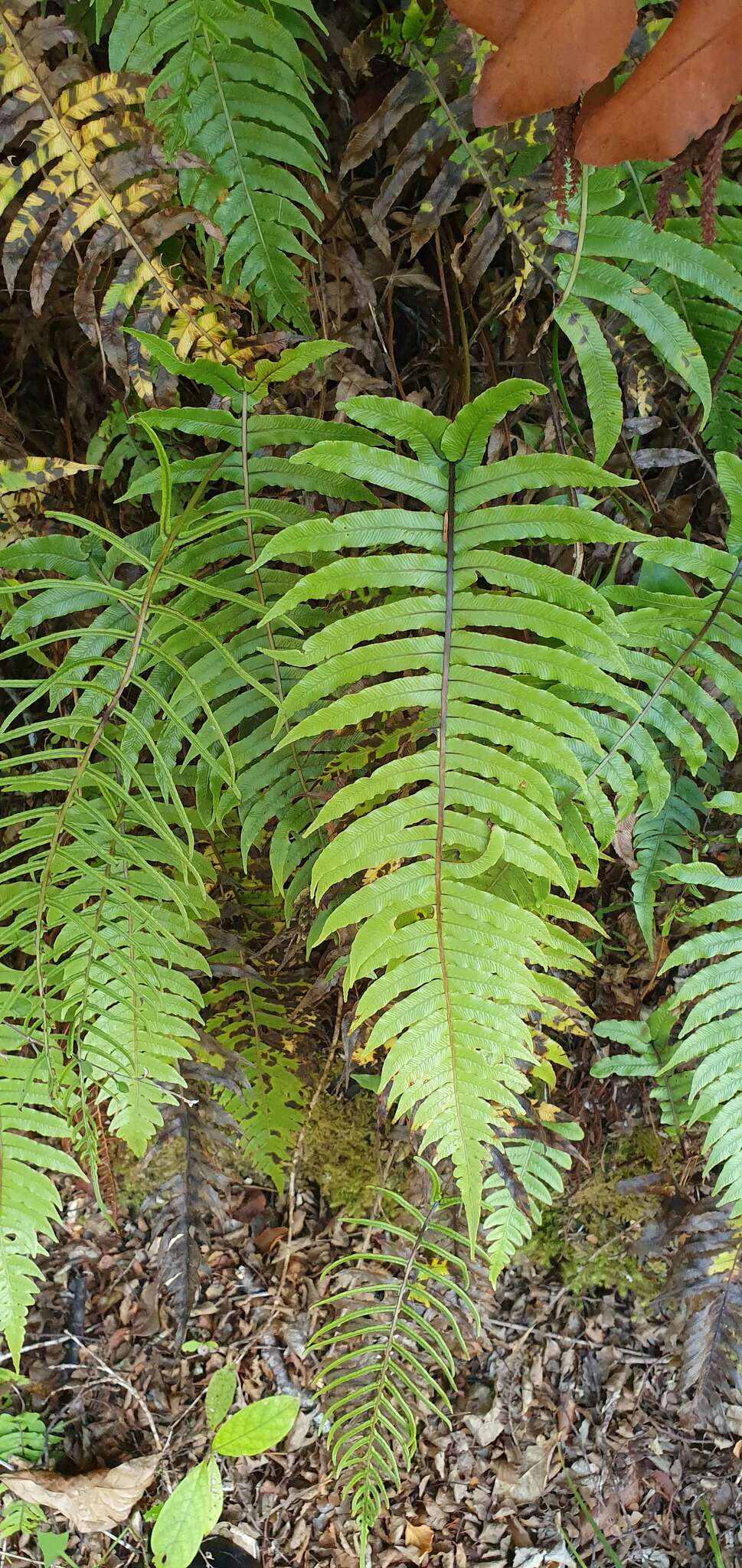 Image of Cranfillia deltoides