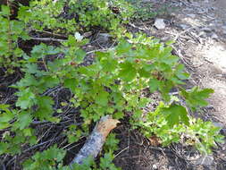 Image of whitestem gooseberry