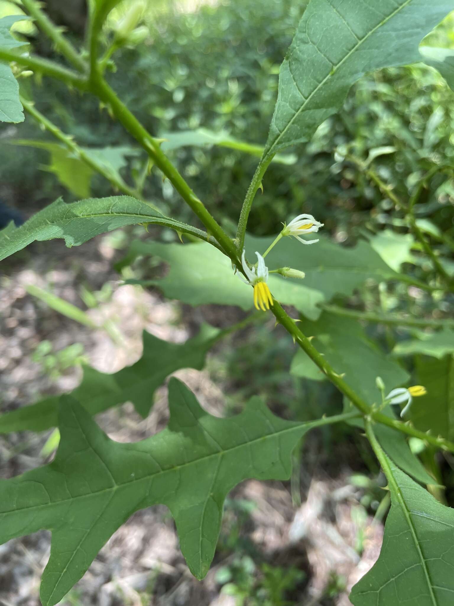 Plancia ëd Solanum tampicense Dun.