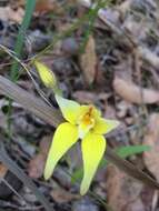 Image de Caladenia flava R. Br.