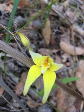 Image of Caladenia flava R. Br.