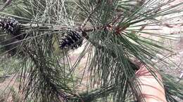 Image of Lawson's Pine