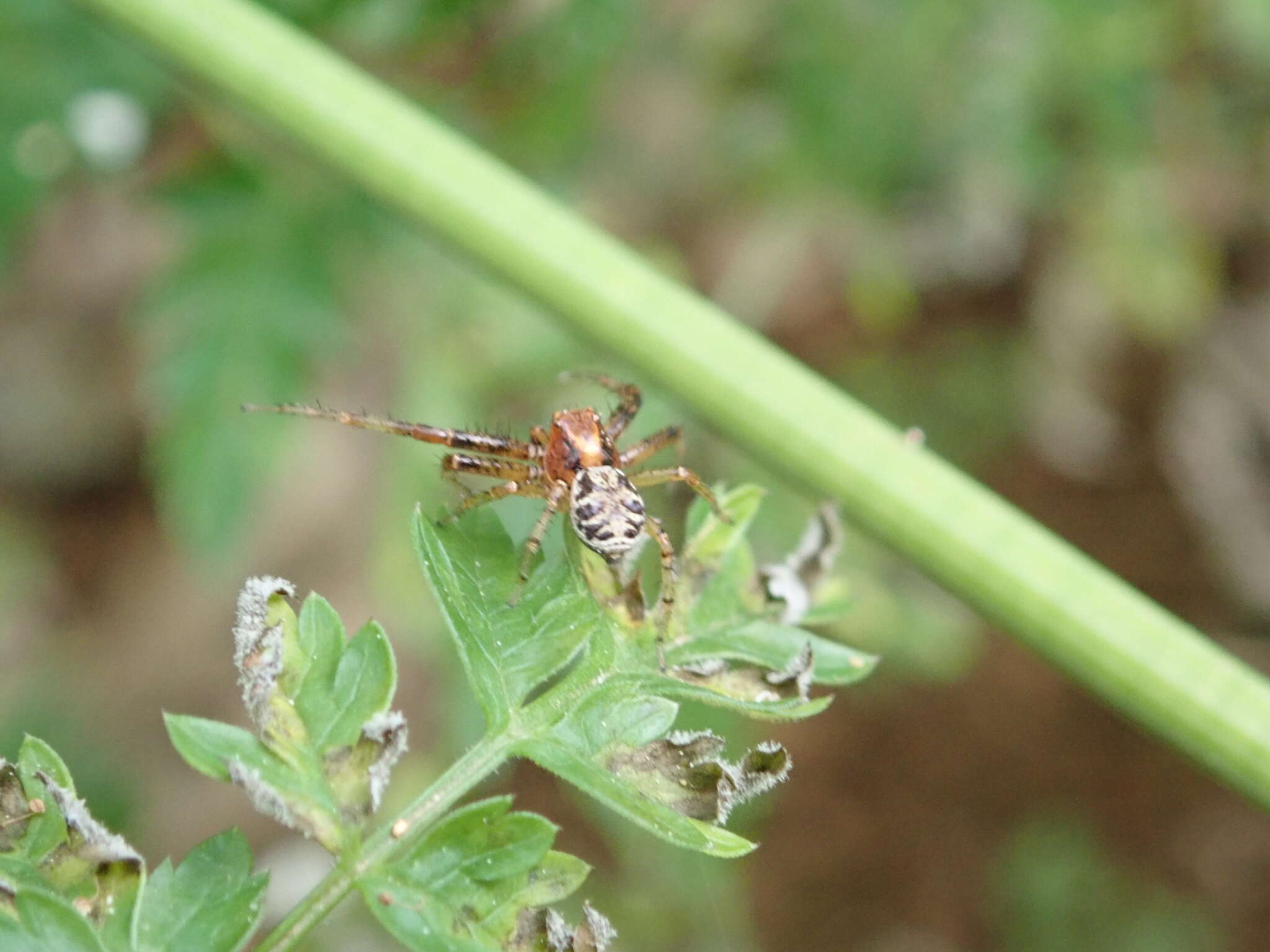 Sivun Xysticus lanio C. L. Koch 1835 kuva