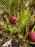 Image of Leucadendron spissifolium subsp. fragrans I. J. M. Williams