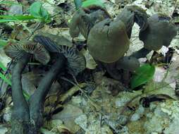 Image of Neohygrocybe subovina (Hesler & A. H. Sm.) Lodge & Padamsee 2013