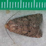 Image of Northern Scurfy Quaker Moth