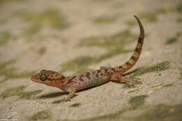 Image of Cyrtodactylus cattienensis Geissler, Nazarov, Orlov, Böhme, Phung, Nguyen & Ziegler 2009