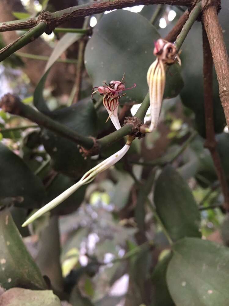 Image of Helicanthes elasticus (Desr.) Danser