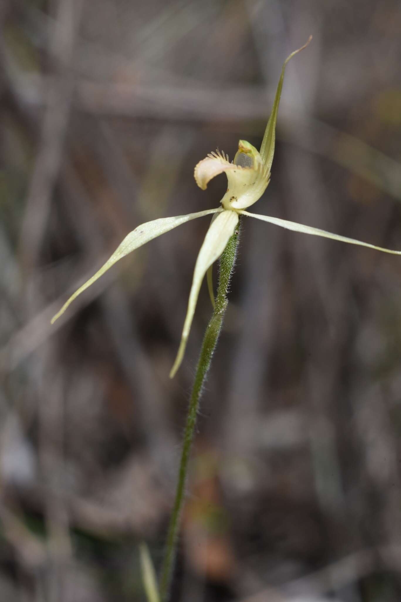 Image of Dainty spider orchid