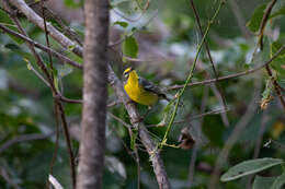 Imagem de Setophaga adelaidae (Baird & SF 1865)