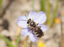 Lasioglossum calophyllae (Rayment 1935)的圖片