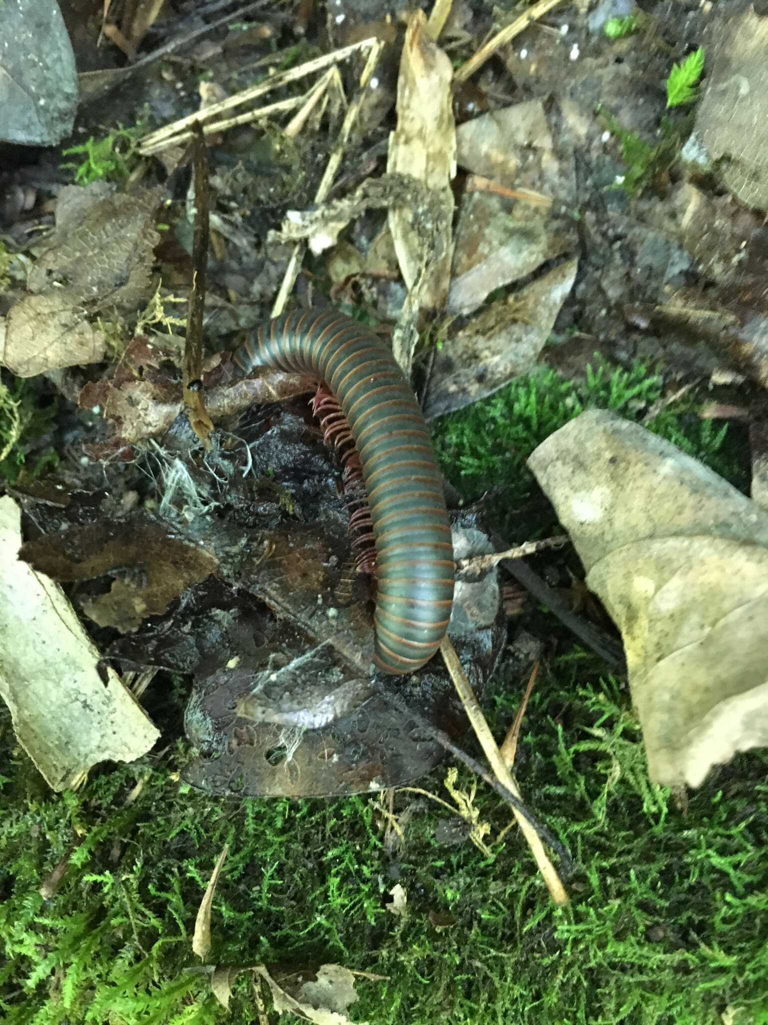 Image of American giant millipede