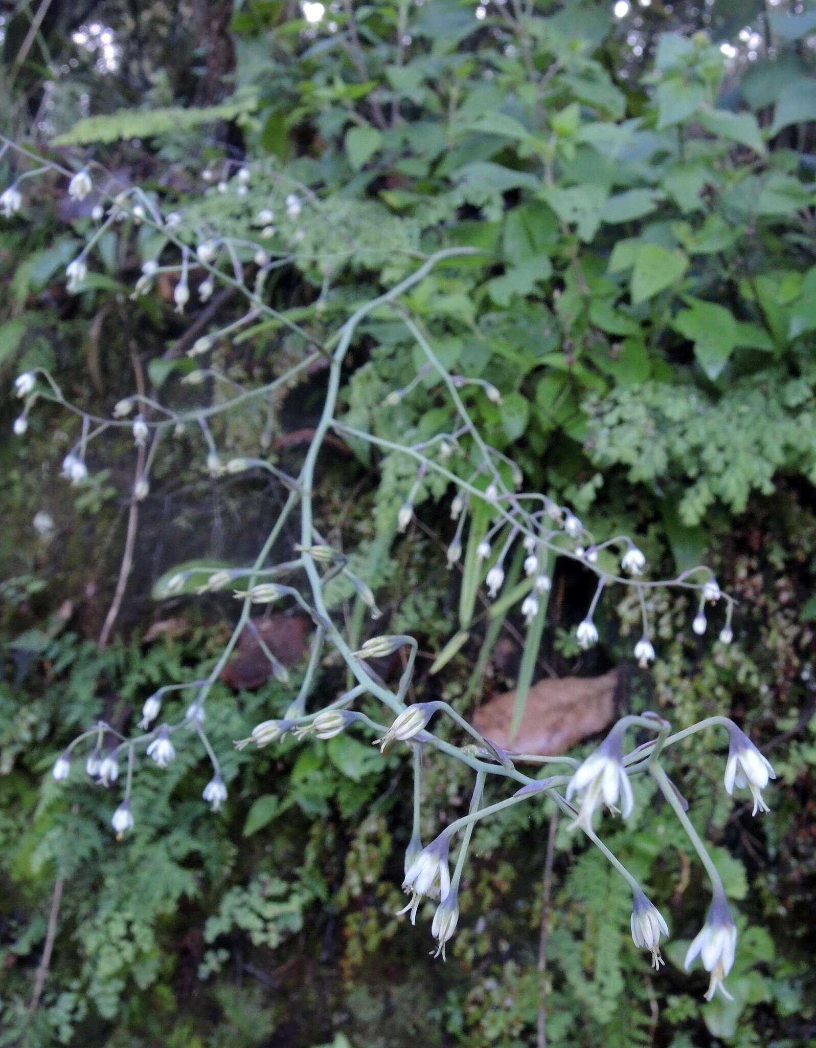 Image de Anticlea virescens (Kunth) Rydb.