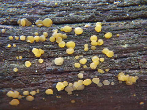 Image of Dacrymyces stillatus Nees 1816