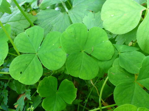 Image of Trillium-Leaf Wood-Sorrel