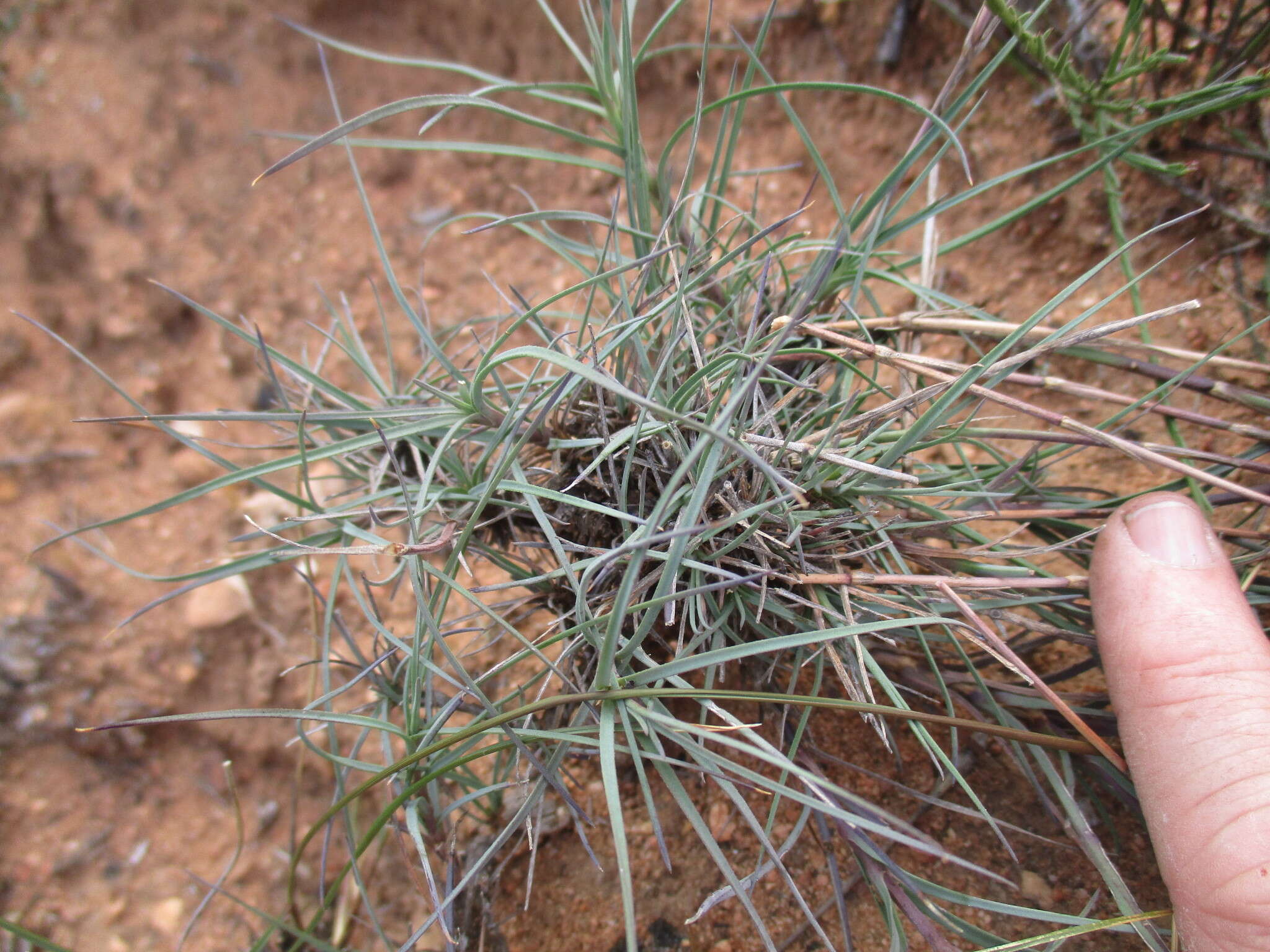 Image of Dianthus caespitosus Thunb.