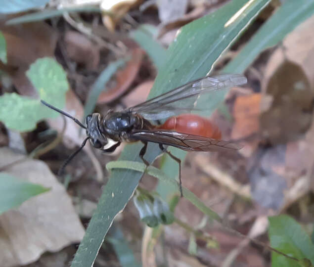 Слика од Polybia dimidiata (Olivier 1791)