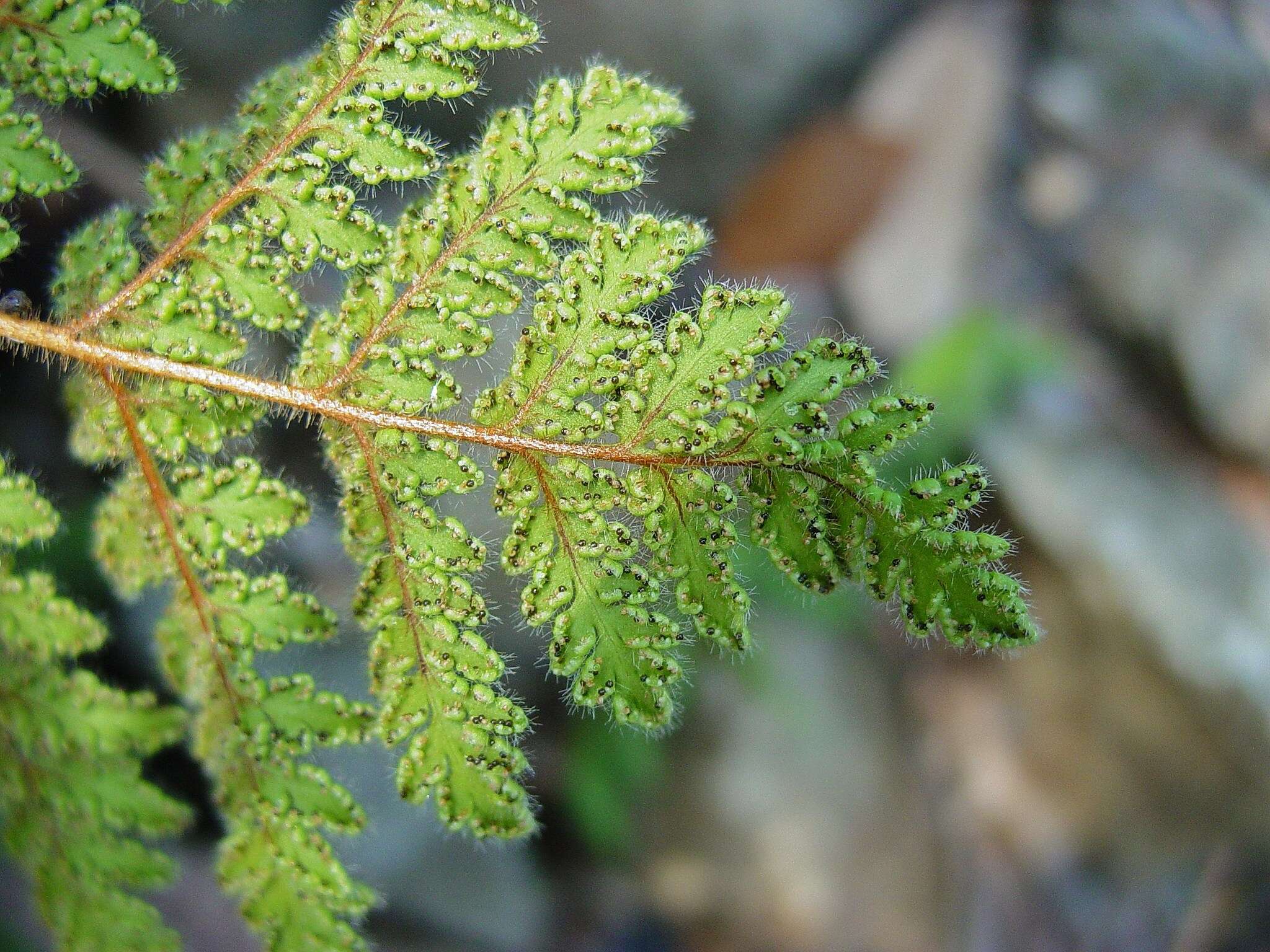 Imagem de Cheilanthes leucopoda Link