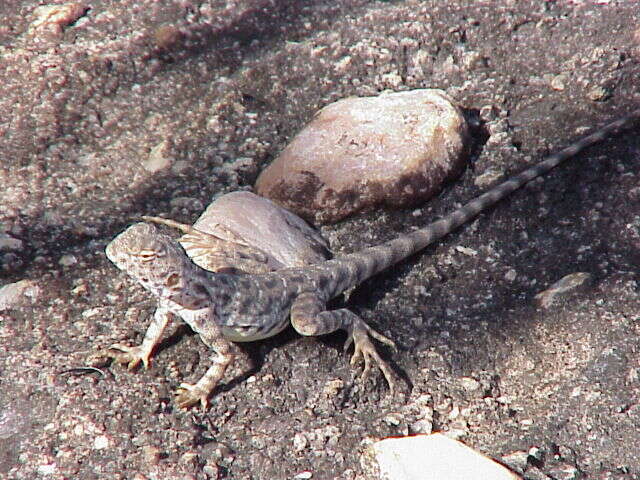 Imagem de Ctenophorus slateri (Storr 1967)