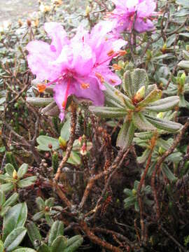 صورة Rhododendron setosum D. Don