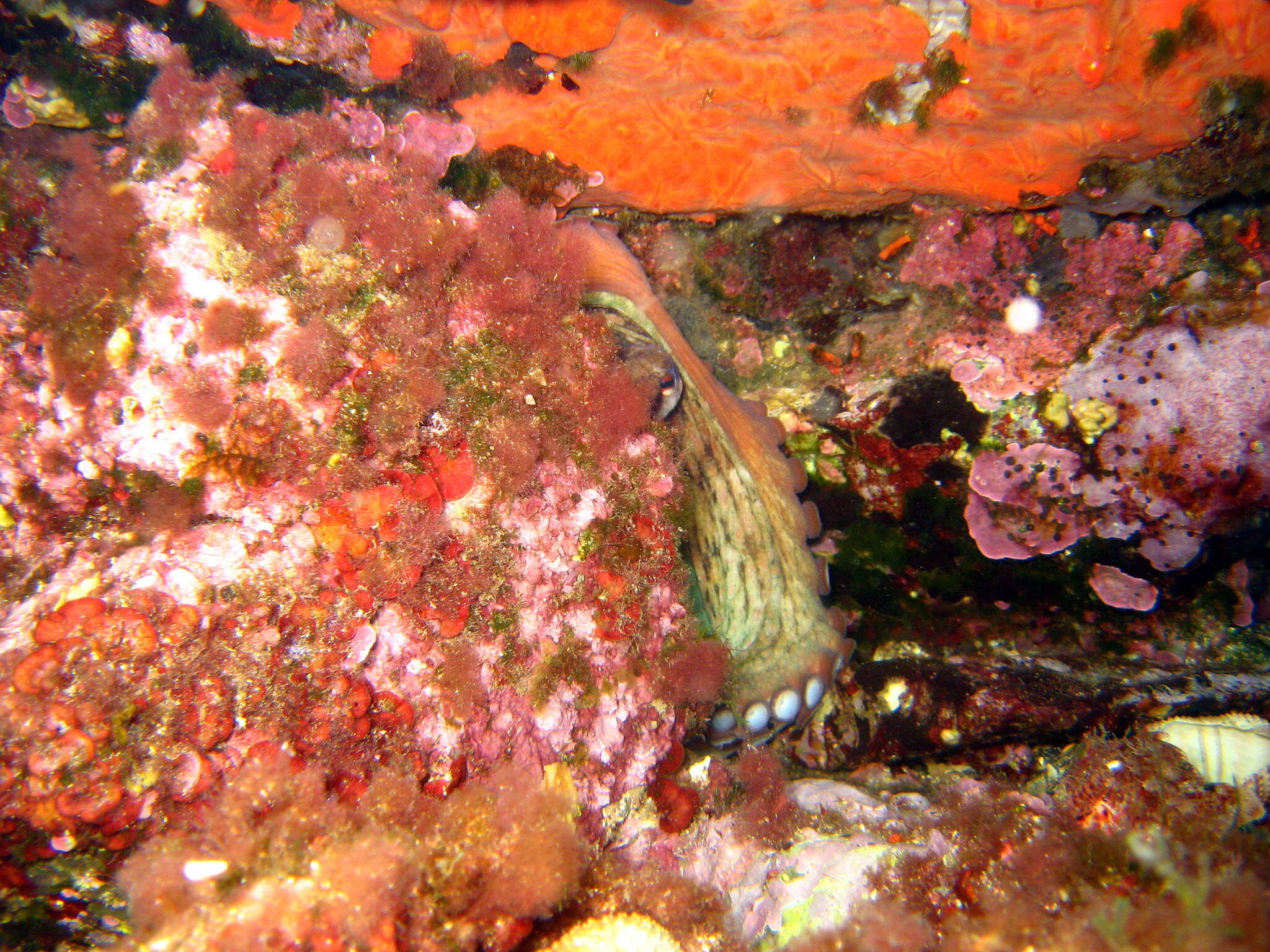 Image of encrusting orange sponge