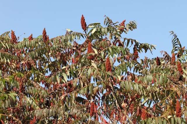 Image de Sumac vinaigrier