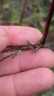 Plancia ëd Poterium sanguisorba subsp. polygamum (Waldst. & Kit.) Asch. & Graebn.