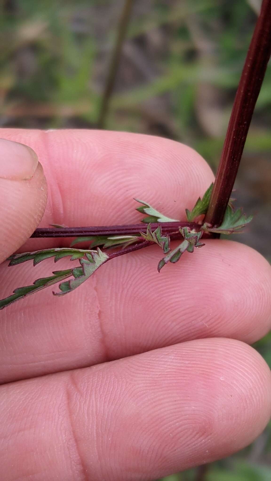 Imagem de Poterium sanguisorba subsp. polygamum (Waldst. & Kit.) Asch. & Graebn.