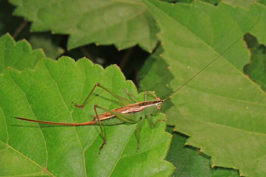 Слика од Conocephalus (Anisoptera) strictus (Scudder & S. H. 1875)