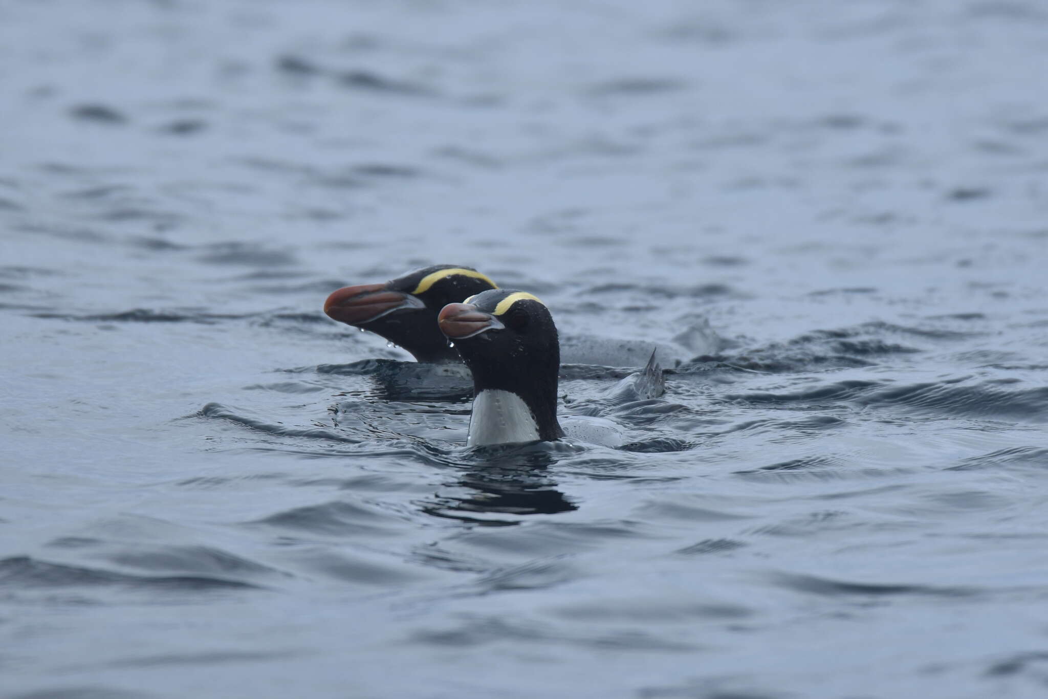 Image of erect-crested penguin