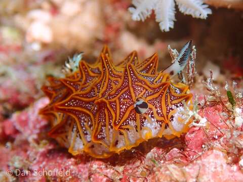 Image of Orange edged ridged black slug